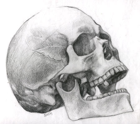 human skeleton skull. images Human Skull Engraving